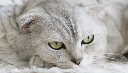 阿拉尔2026年最新杭州高端商务伴游招聘网渠道分享(最方便真实的阿拉尔茉莉伴游伴游天下全国联盟方法)